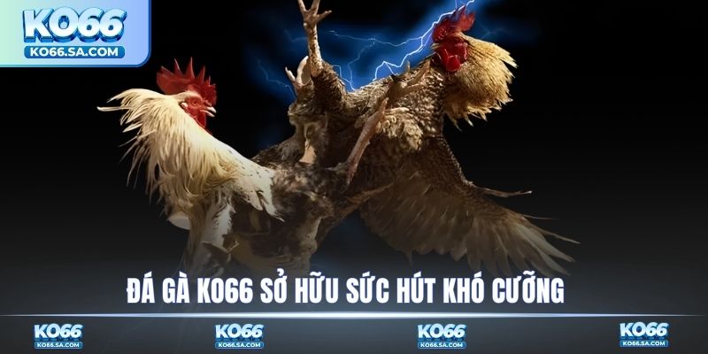 Đá gà KO66 sở hữu sức hút khó cưỡng